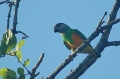 Senegal Parrot